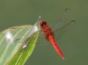 J01_2173 Crocothemis servilia male